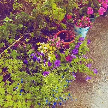 Summer Iva Vendégház 3*